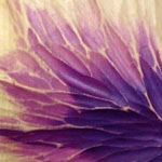 Pansy