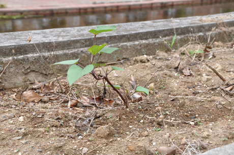 20100622-a02.jpg 20100622-a02.jpg