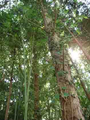 20100830-木.jpg 20100830-木.jpg
