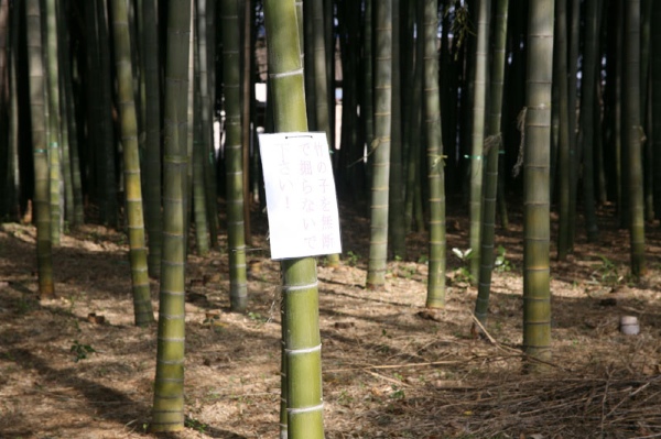 20100503-bb04_600.jpg 20100503-bb04_600.jpg