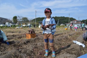 さつまいも掘り