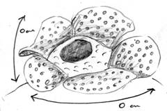 Plan 01 1
