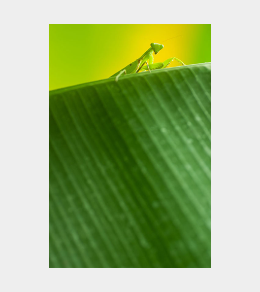 �ŗD�G�A�����܁[���ڎʕ���[