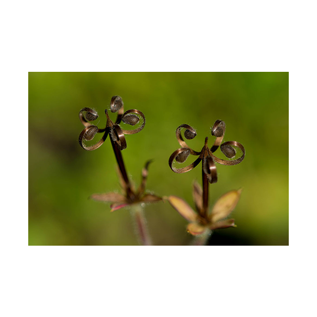 �ŗD�G�A������